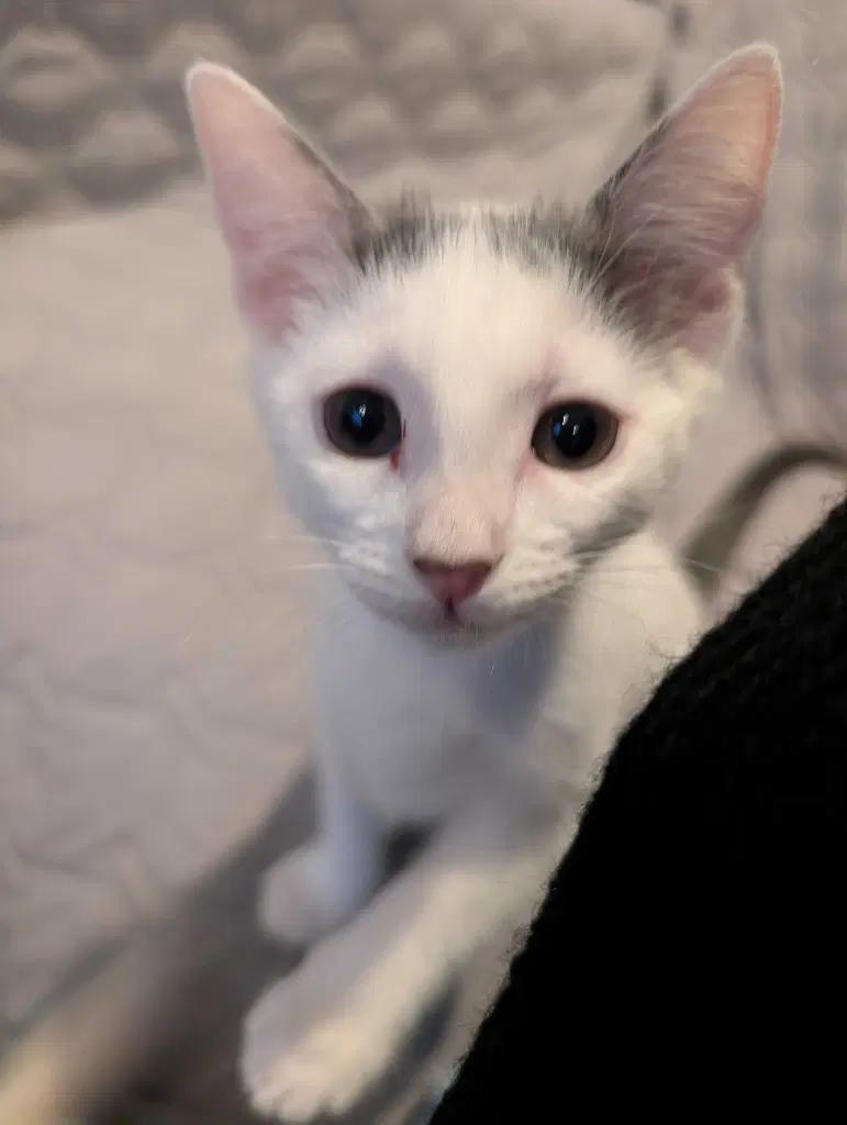 Delilah - Tabby