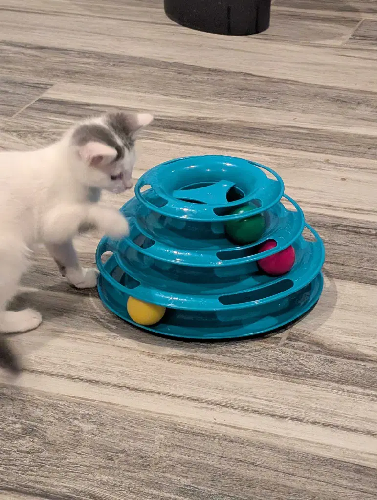 Delilah image 2