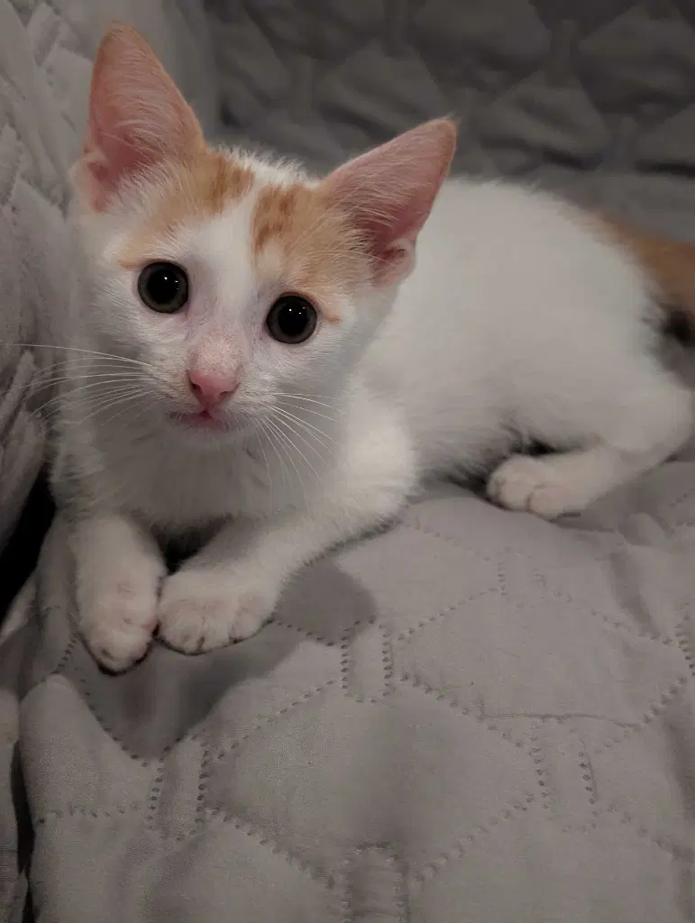 Samson - Tabby