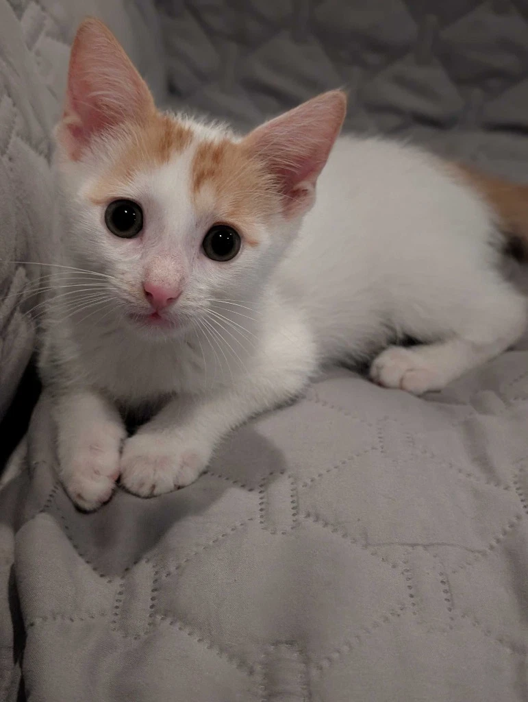 Samson