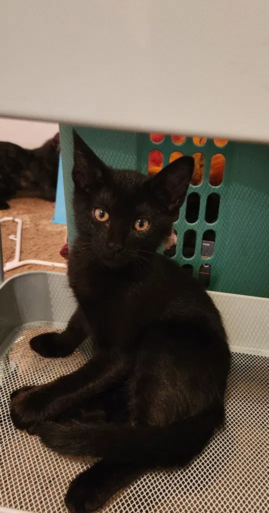 Bear - Domestic Medium Hair