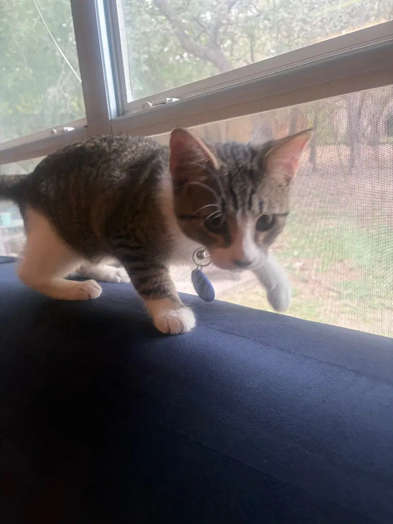 Tigger image 2