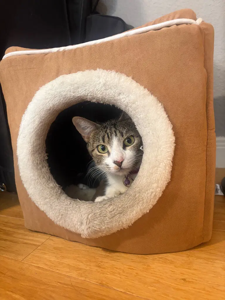 Lil Bit - Tabby