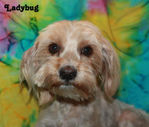 Ladybug