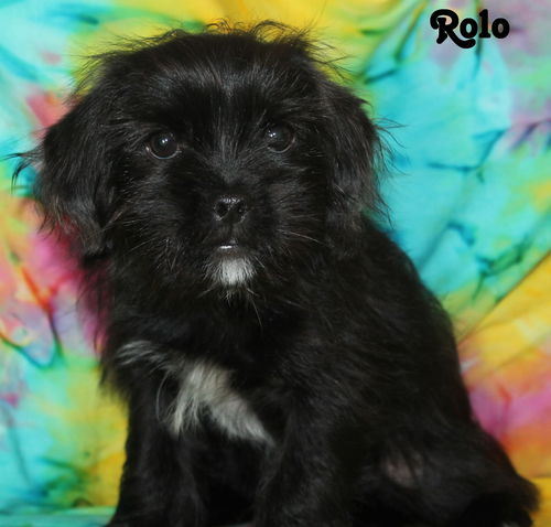 Rolo