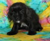 Rolo