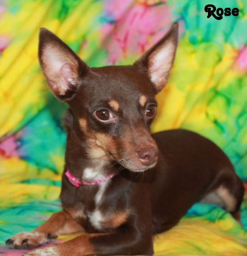 Rosie
