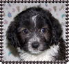 Holly