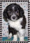 Holly
