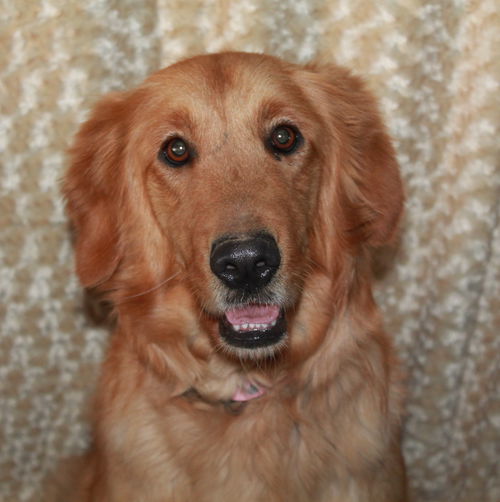 Lucy