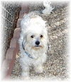 Buffy
