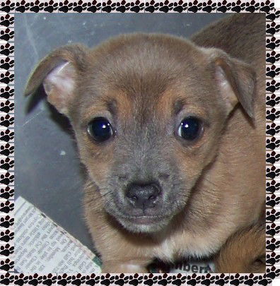 Cinnamon