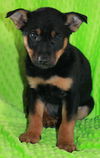 Scooby