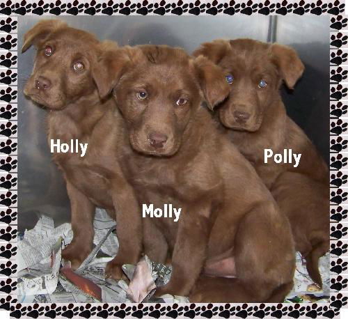 Holly, Molly, Polly