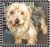 Sassie