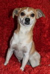 Chico
