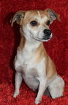 Chico
