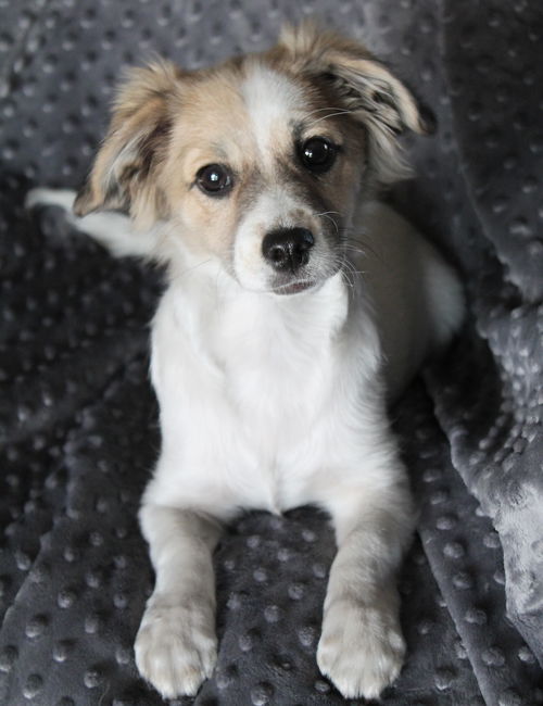 Cooper