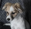 Cooper