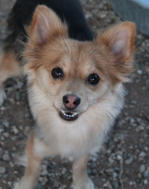 Chienne