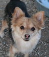 Chienne