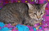 Lilly