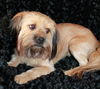 Bailey