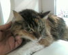 Millie