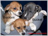 Bucket