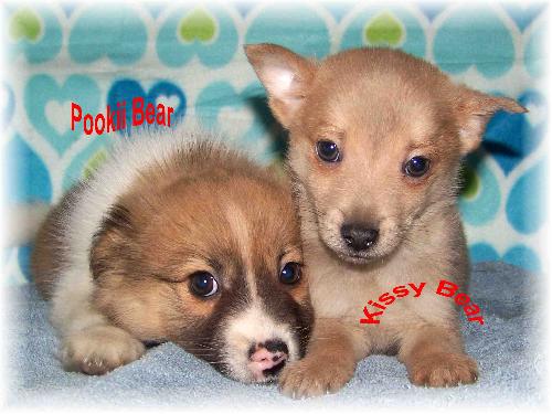 Kissy Bear & Pookii Bear