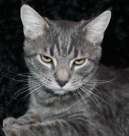 Linus
