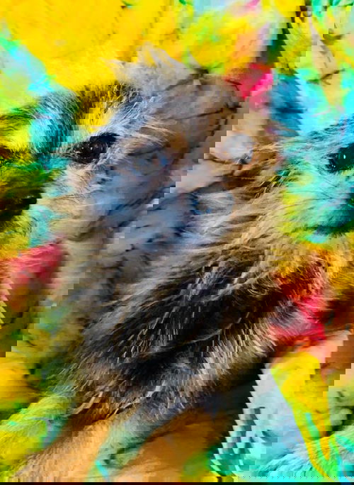 Fraggle