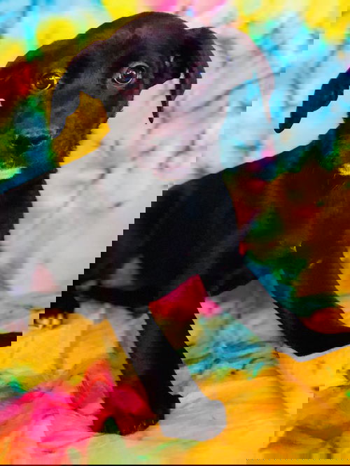 Candy