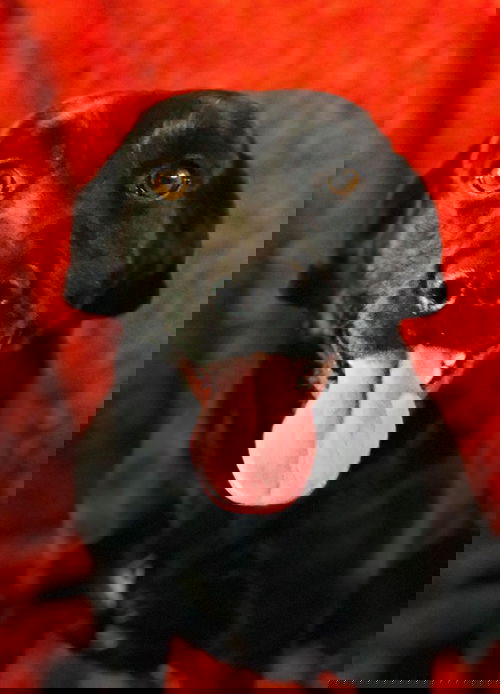 Cosmo
