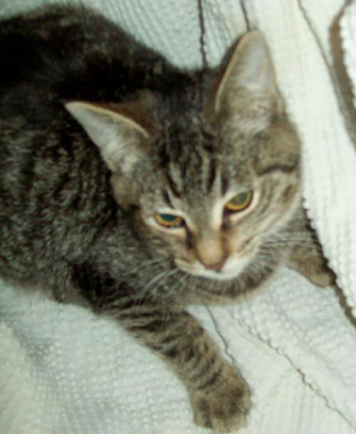 Pollyanna