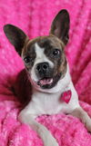 Pinky Pie