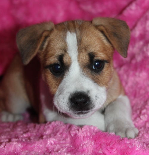 Roxy