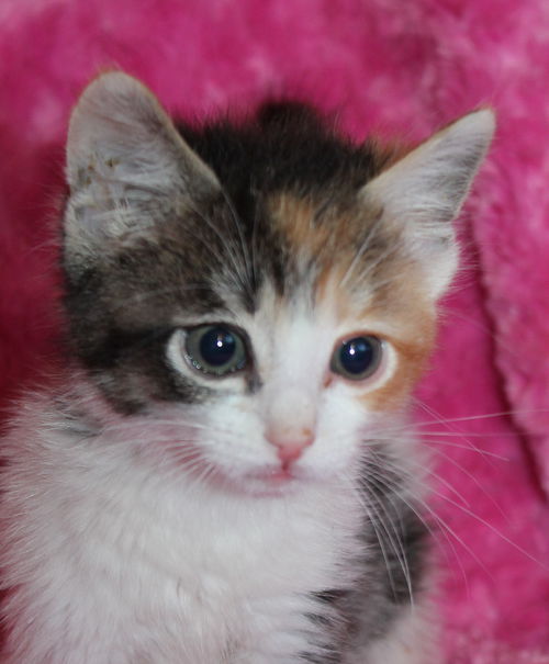 Roxy