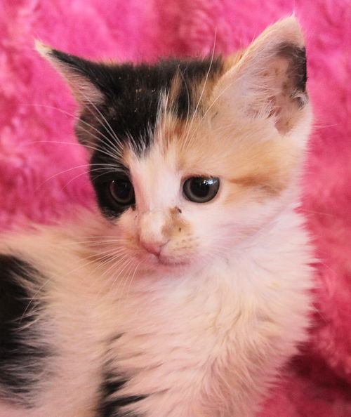 Rosie