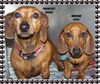 Wiener