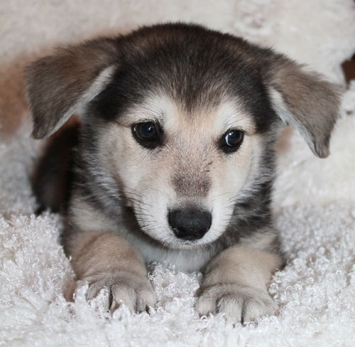 Coco