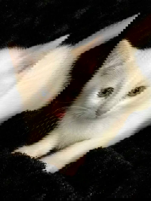 Cotton