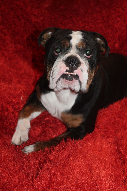 Roxy