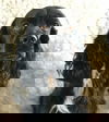 Sarge