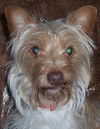 Chester