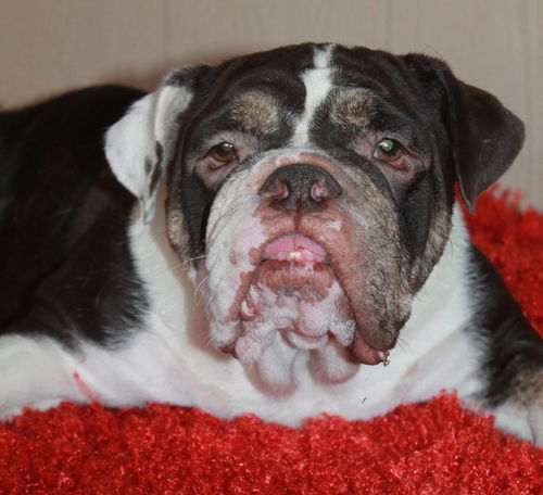 Lola