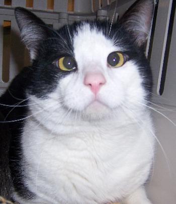 Mr Fluffy