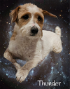 adoptable Dog in phelan, CA named Thunder
