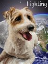 adoptable Dog in phelan, CA named Lighting