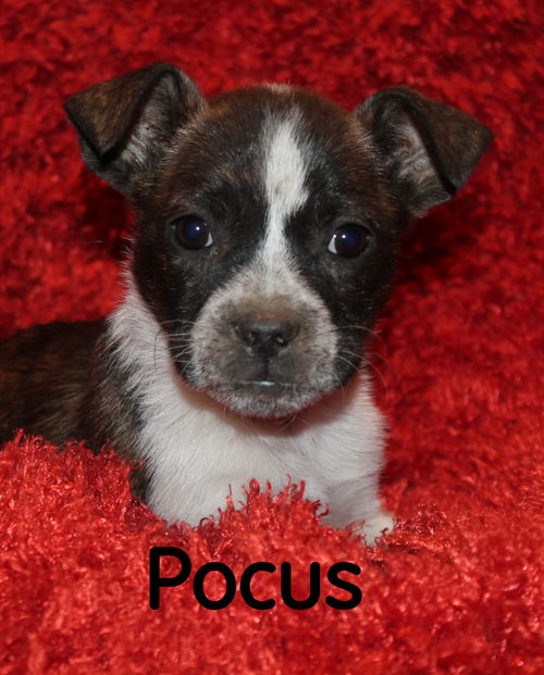 Pocus